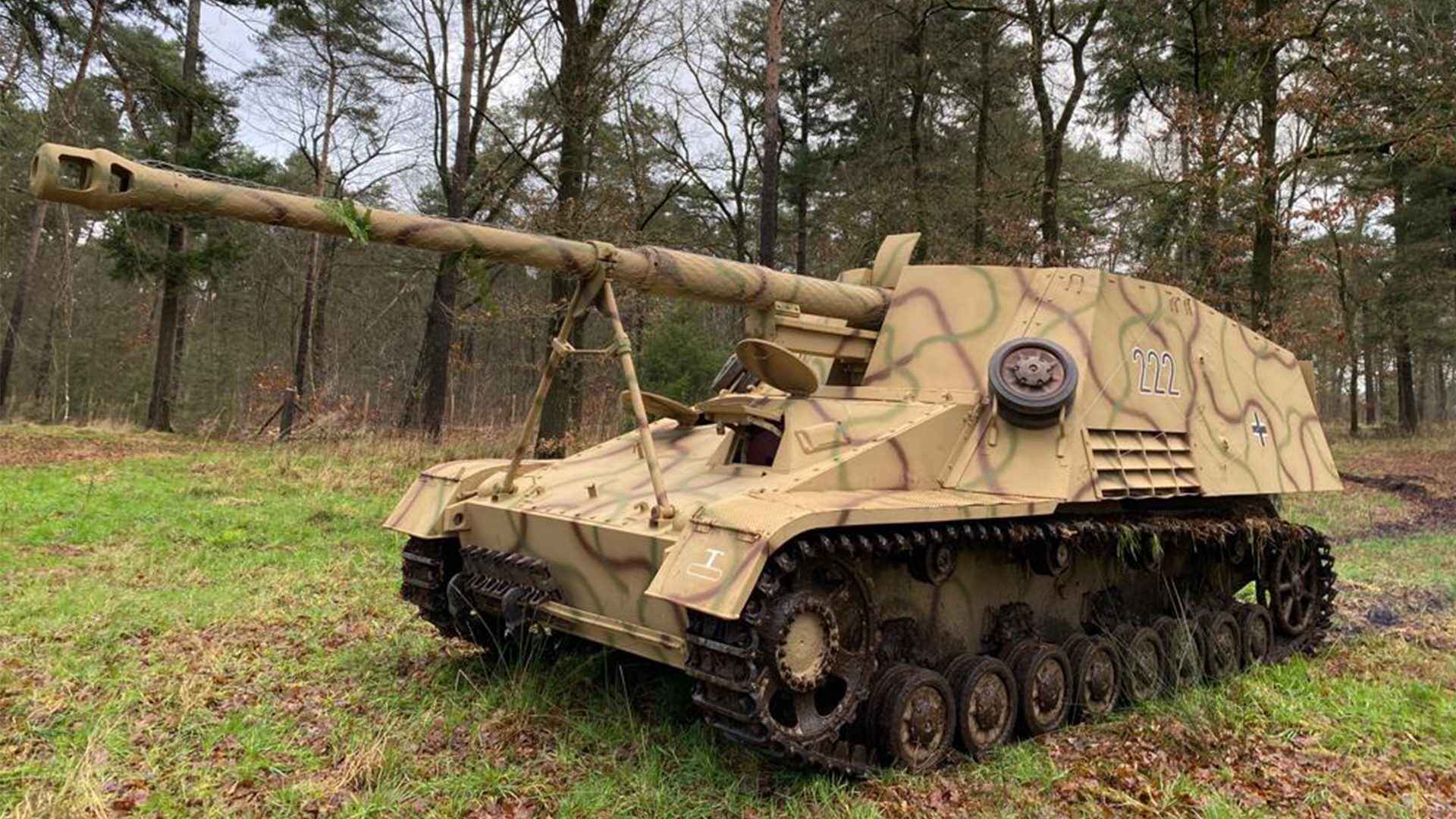 This particular Nashorn, nicknamed Phoenix, is one of only three surviving examples in the world