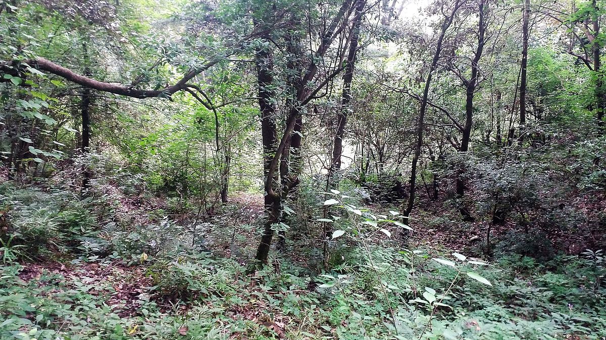 Indian Jungle in the Terai region