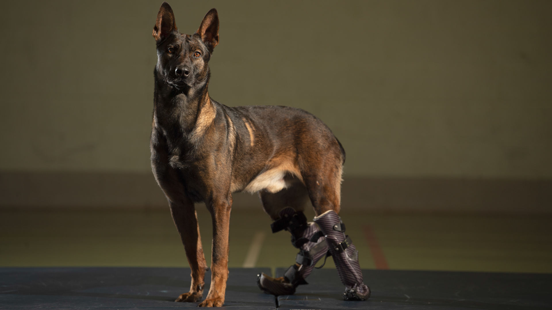 Kuno the dog official portrait Dikin Medal PDSA 280820 CREDIT PDSA.jpg