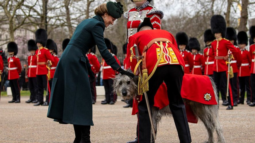 The Princess of Wales strokes Irish Guards Mascot Turlough Mor, better known as Seamus, at the St Patrick's Day Parade (Picture: MOD) Princess of Wales strokes Irish Guards Mascot Turlough Mor to mark St Patrick's Day