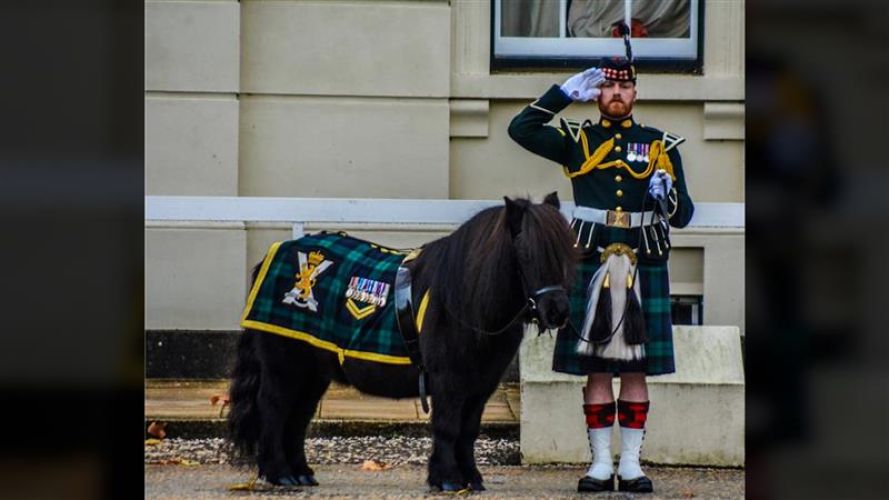 Corporal Cruachan IV, the mascot of the Royal Regiment Of Scotland at Balaklava Company's Fit For Role inspection (Picture: @ACCEdinburgh X) Corporal Cruachan IV