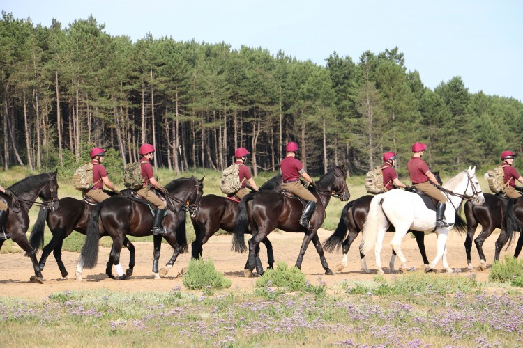 Household Cavalry horses
