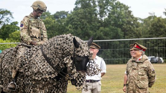 The camouflage netting applied over this horse makes a good comparison with the heraldic caparison worn by a medieval knight's war horse (Picture: MOD)
