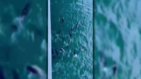 The pod of dolphins swam playfully alongside HMS Queen Elizabeth (Picture: HMS Queen Elizabeth)