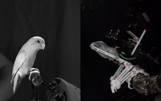 Military Biomimicry real and robotic bird perched on branches